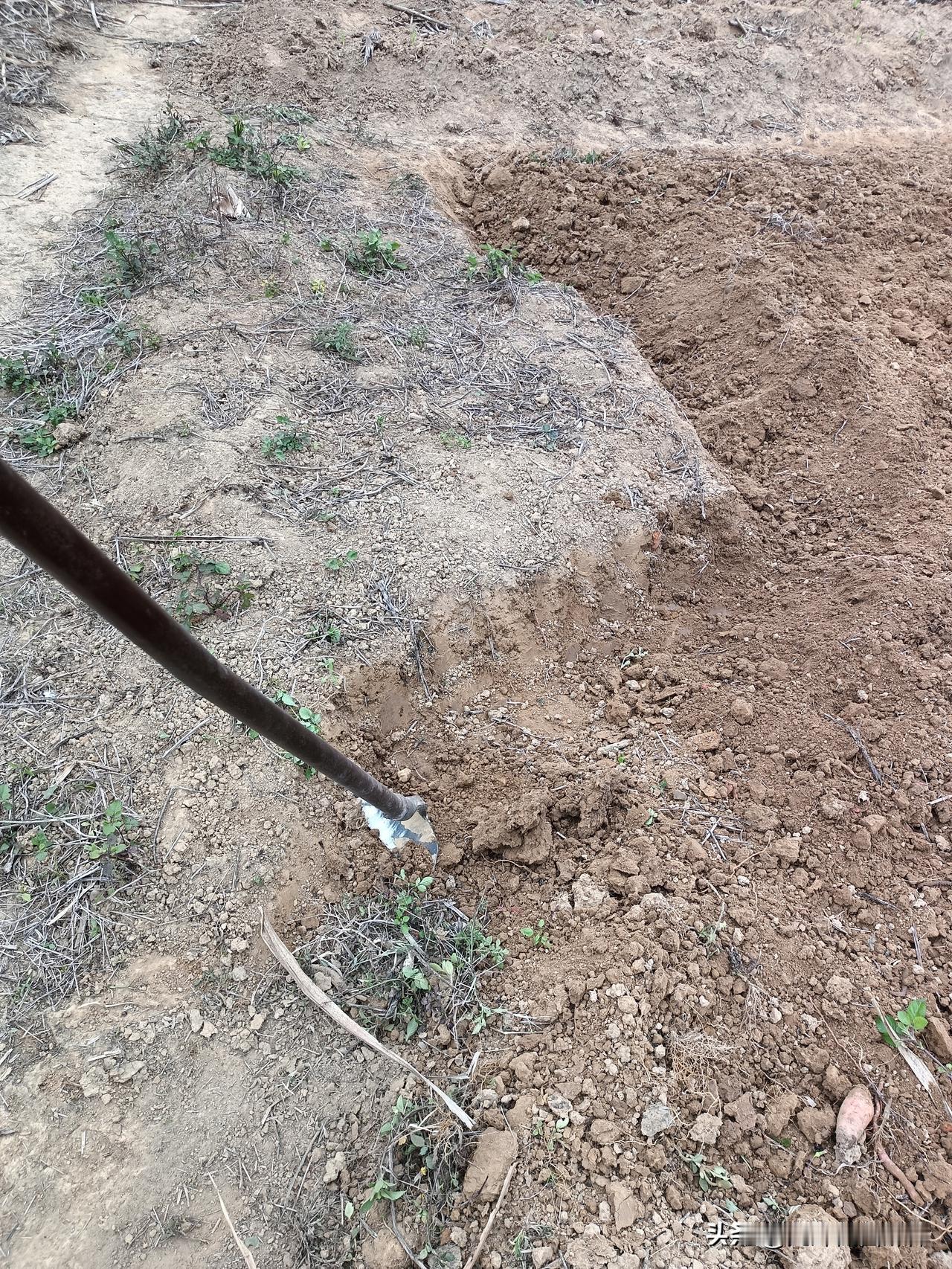 又到了一年一度种玉米的季节了，今天锄了一块地，还没等我种完天就黑了。一天时间真的