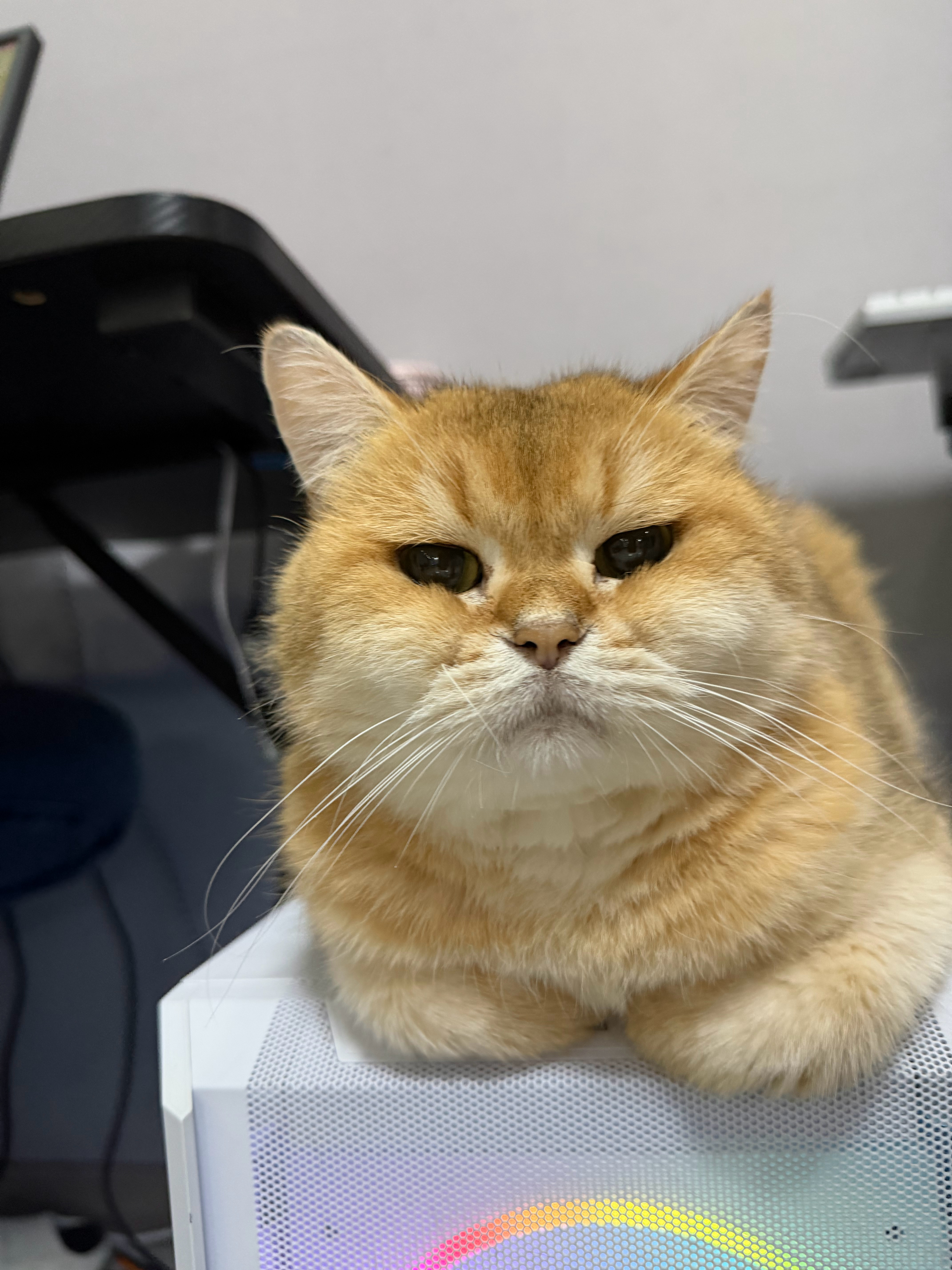 猫宁！小时候玻尿酸打多了持续馒化中，你看豆宝现在都笑不出来，肌肉都僵掉了[期待]