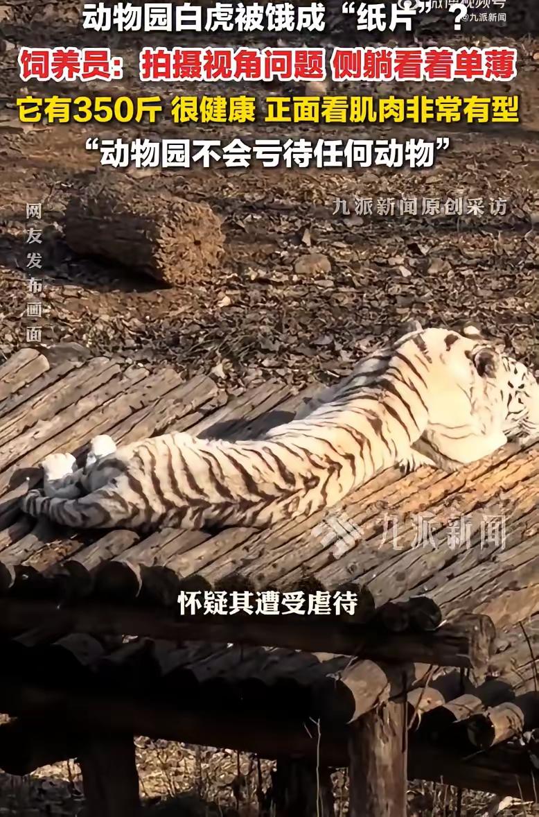 网友拍的视频里，那白虎看着确实瘦得跟“纸片”似的，难怪大家会担心它被饿到、遭虐待