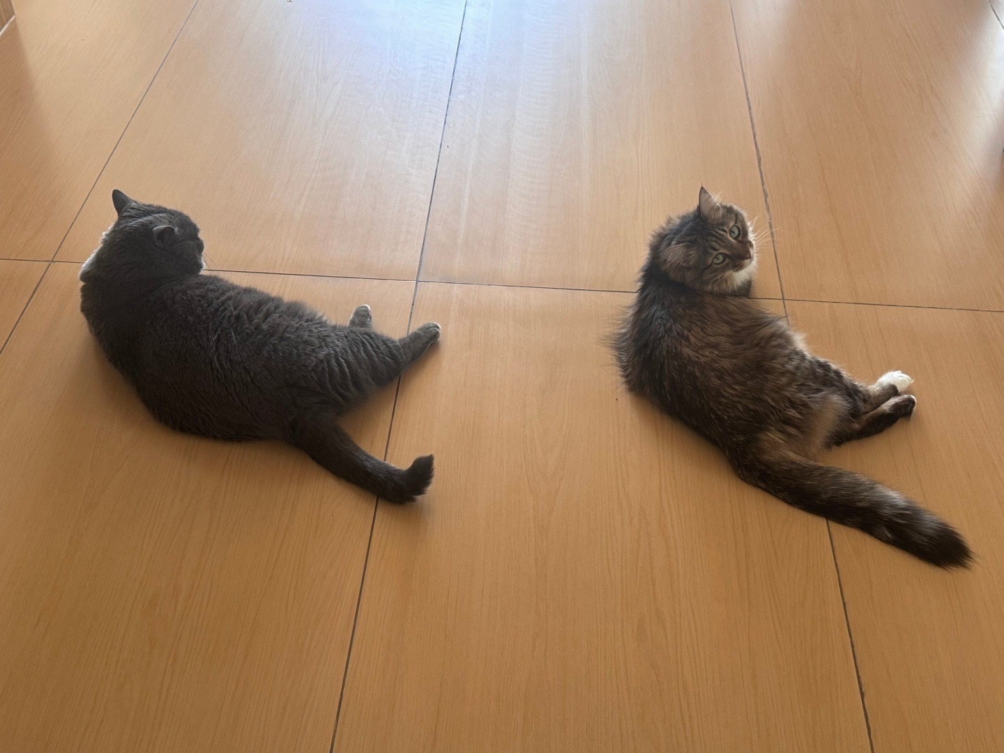 整齐喵哈哈哈哈快看呀这是我的小猫