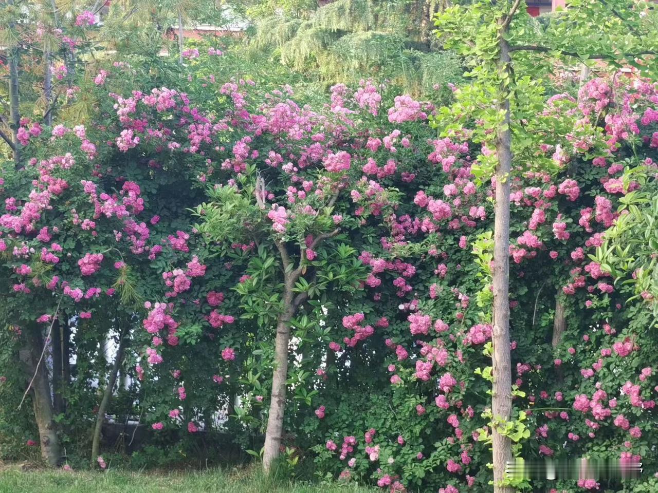 粉嫩花海，浪漫绽放，春日花园的梦幻景象！🌸🌸🌸平静的天台小菜园 看看你家的