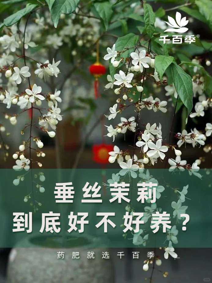 网红花卉垂丝茉莉到底好不好养？