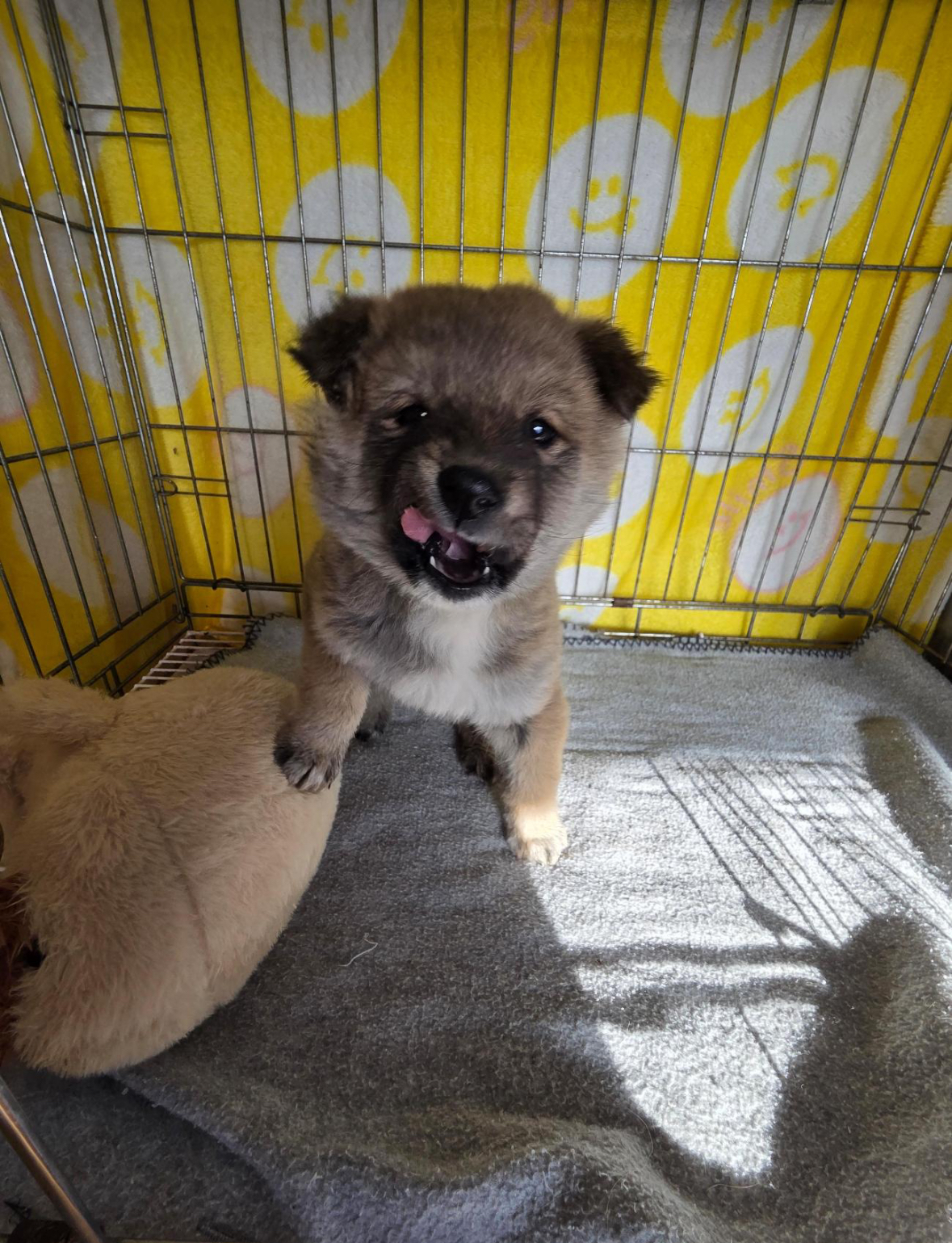 眼神温顺的流浪幼犬 海外新鲜事 热点现场