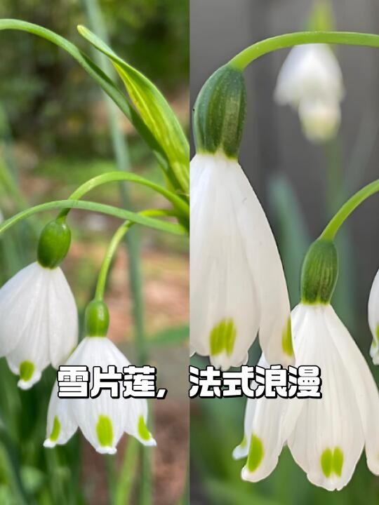 🌿进口雪片莲，法式高级感🎩