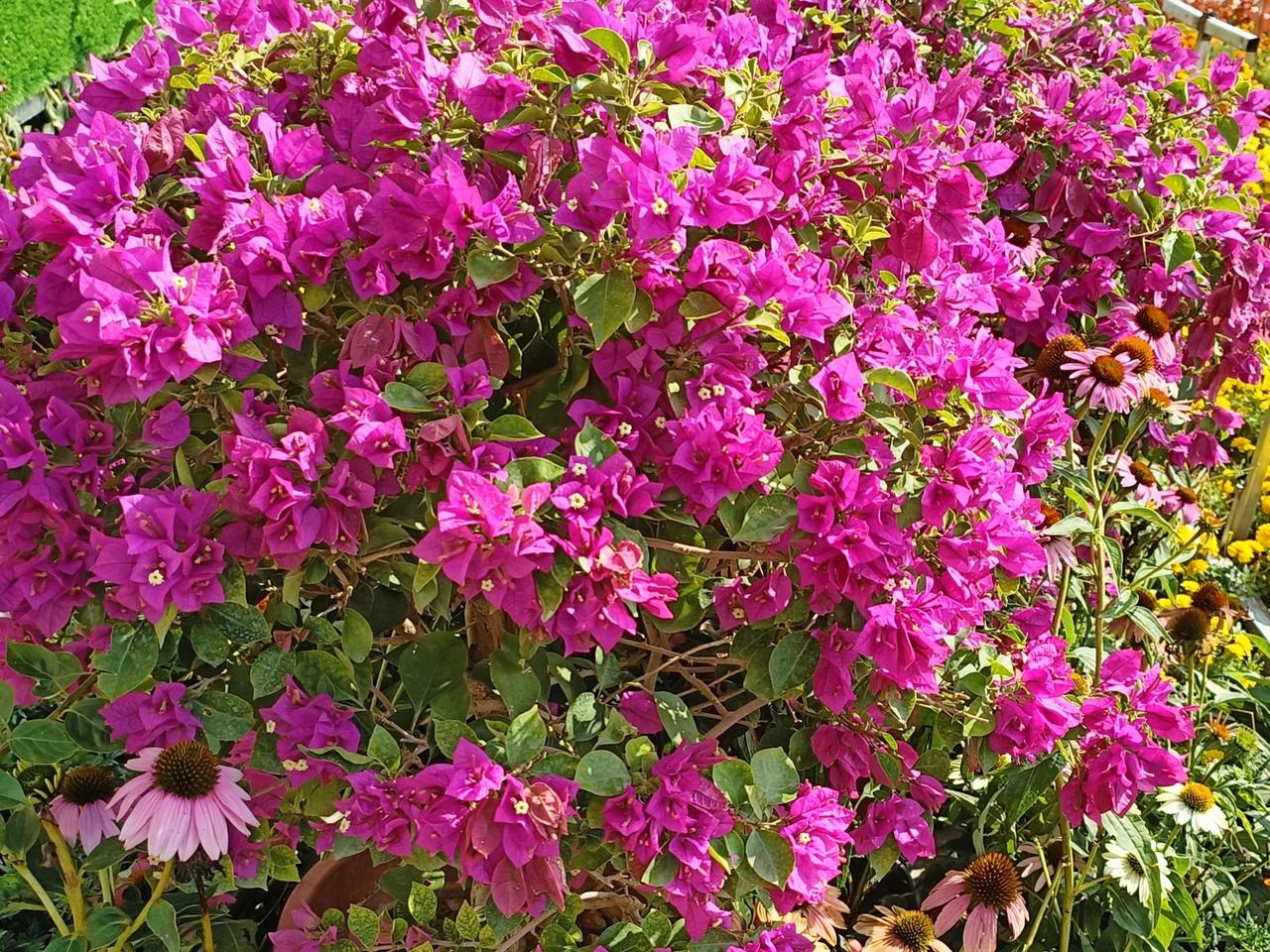 三角梅开得正盛，花儿朵朵很艳丽。
曾经，生命也很美丽傲娇，就已足够。