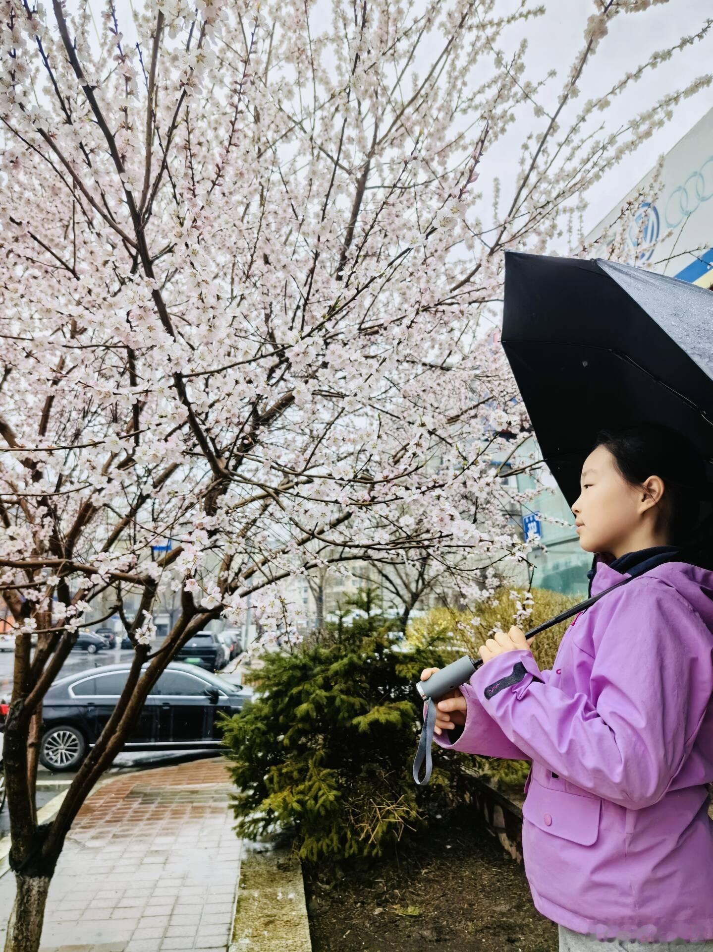 带娃随手拍城市巡游记漫步在春雨绵绵的街头，撑着伞，欣赏着桃花飘落的美景，孩子的笑