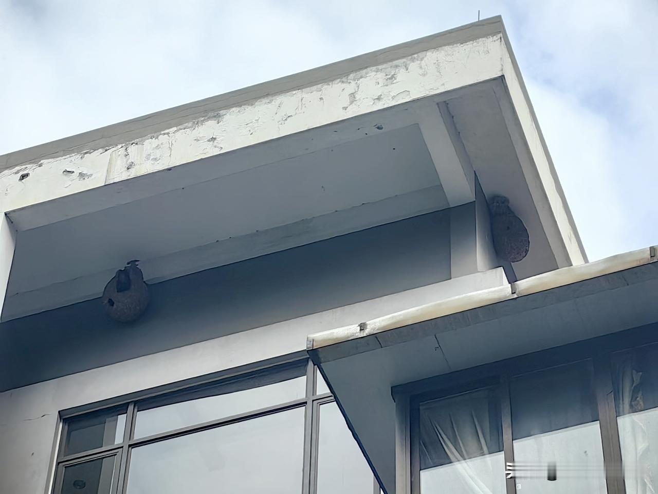 成都南门一户人家，屋檐下居然有两个马蜂窝！
周末散步，在小区里面转悠，惊奇地发现