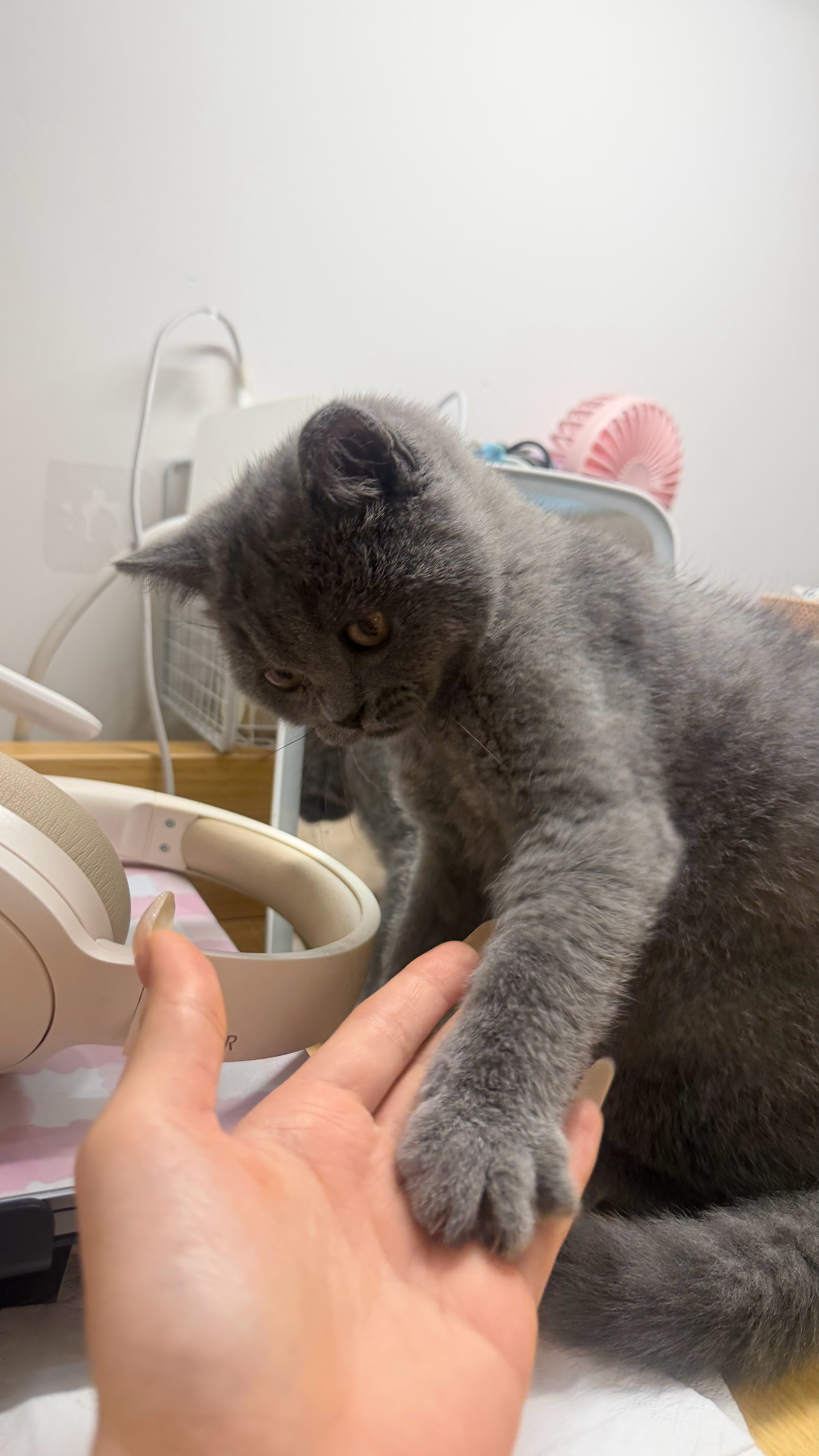 有一只名叫衫小王的可爱小猫跑来了我们宿舍🐈⬛好可爱好好玩 但是他好调皮 喜欢去