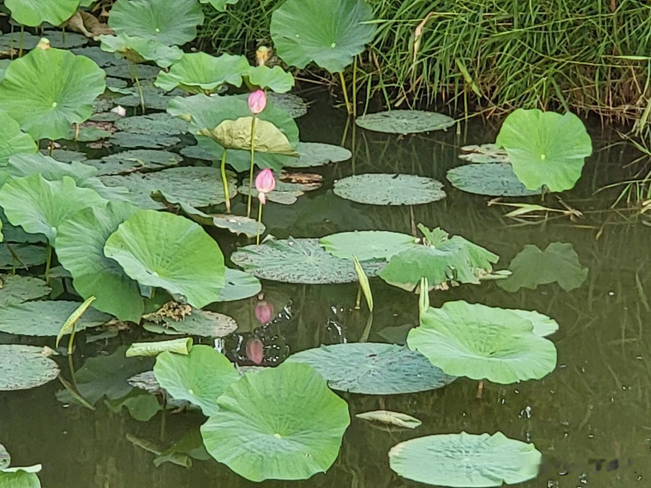 漳泽湖国家湿地公园的美景，简直绝了！
踏入公园，满目皆绿。大片芦苇随风轻摇，宛如