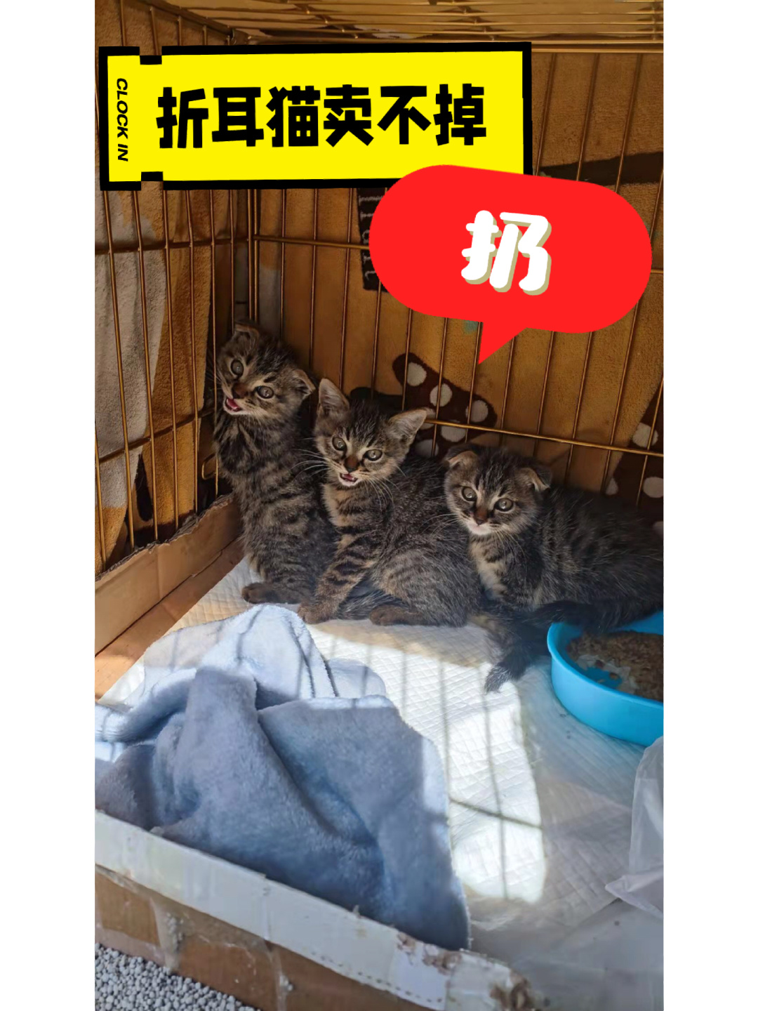 折耳猫主人卖不掉不想多花钱养了，就把小折耳猫扔了，扔在没吃没喝的绿化带，小猫不知...