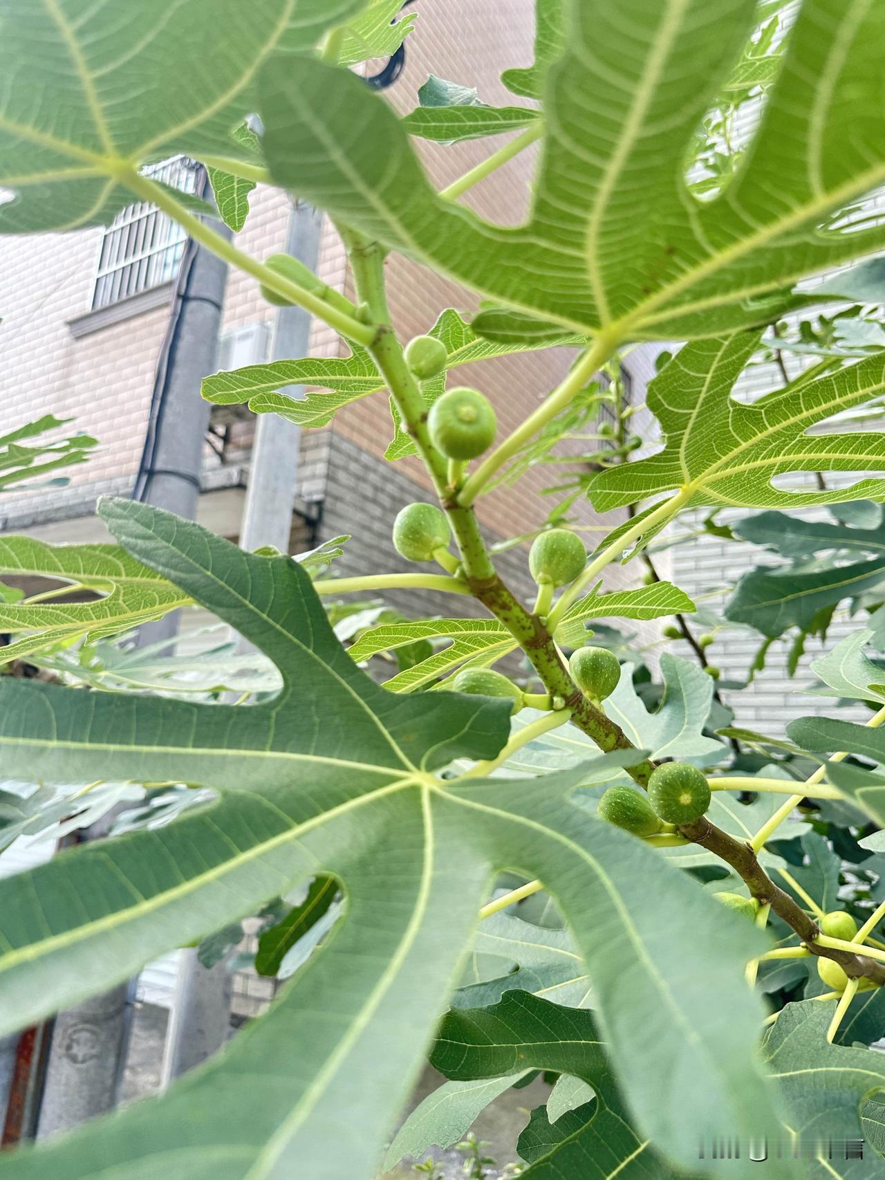 夏日的无花果郁郁葱葱，小小的果子藏在绿叶之间悄悄生长。