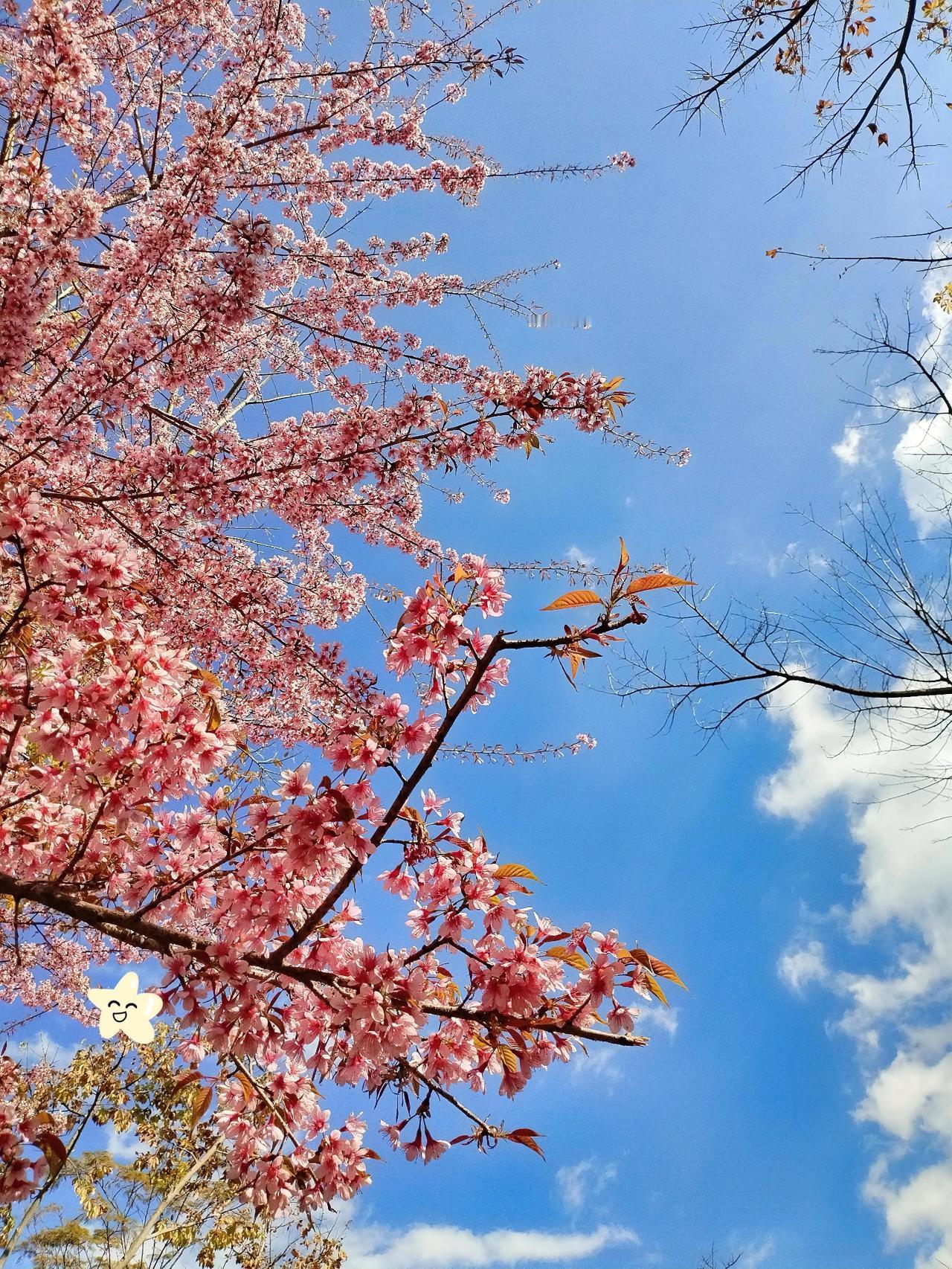 冬日生活打卡季 谁说冬日只有萧瑟？冬日里樱花艳丽，白云飘舞的景象，简直是大自然给