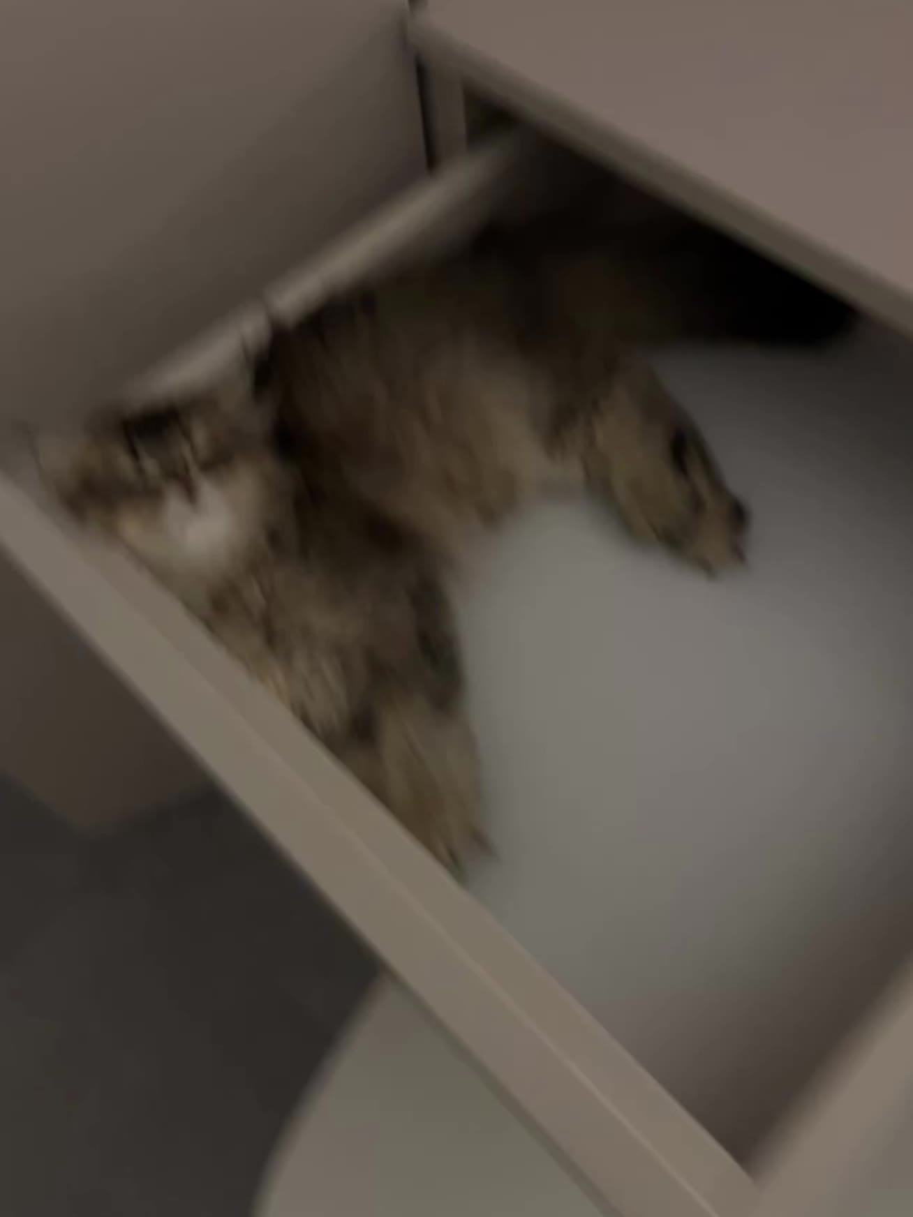 我要赚好多好多的钱，有自己的大房子，我不要我的小猫和我一起搬家搬家搬家