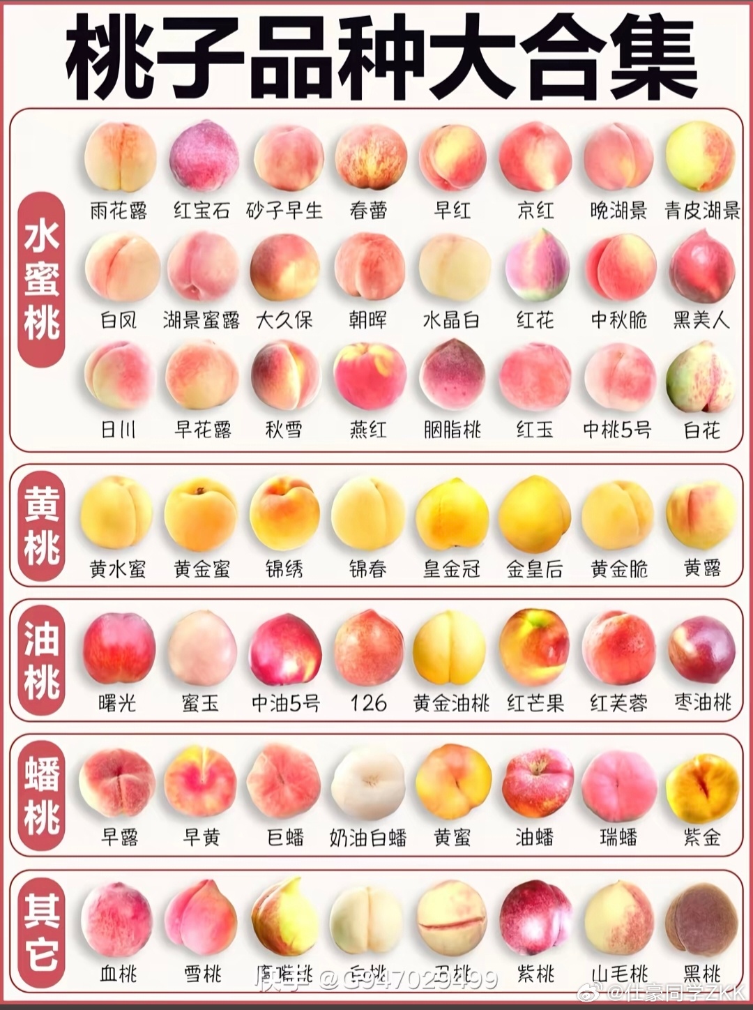 吃桃子也有南北方差异桃类品种，无桃不夏天，你喜欢吃什么品种的桃子，听说南方吃桃子