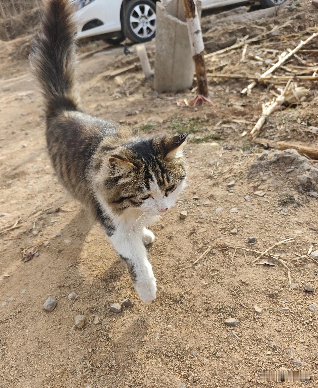 俺家猫咪真的自带喜剧天赋，每次我一坐下玩手机，它立马凑过来，不是踩我键盘，就是把