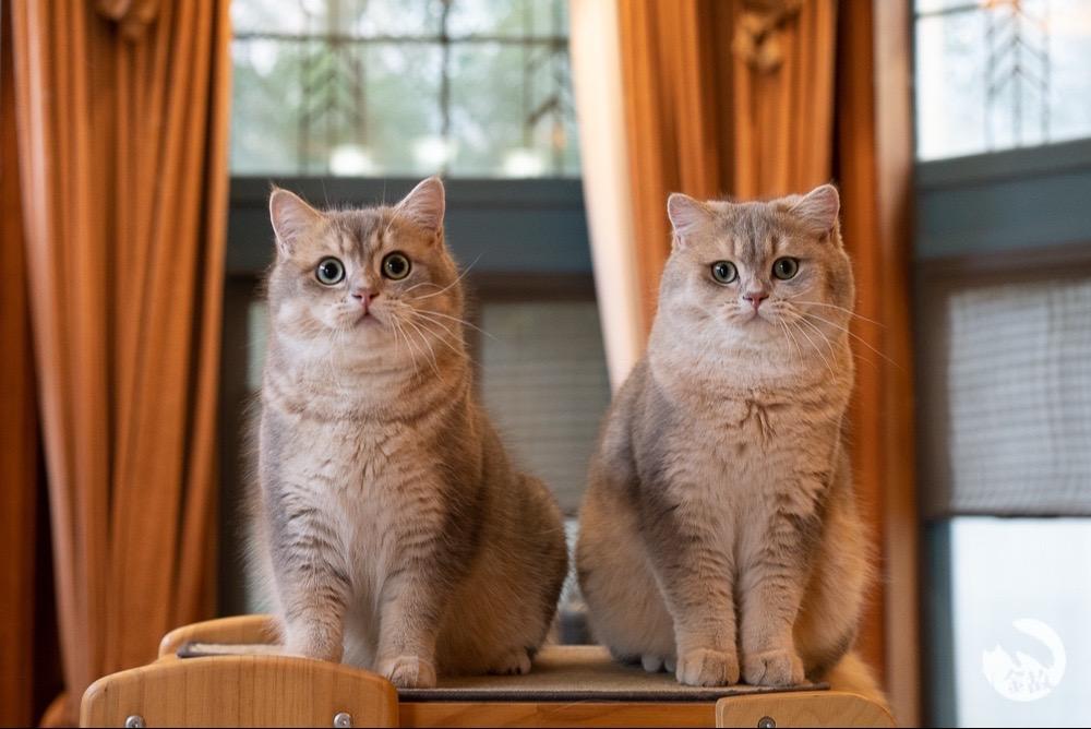 送君千里，终有一别呀～以上是本次找新家的宝宝啦，明晚8点开放找新家哇...