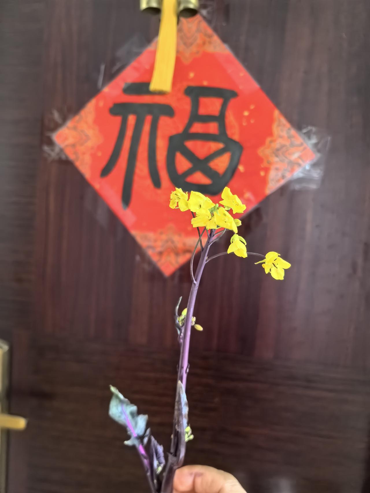 头条上在展示绿叶菜吗？

那我也跟个风吧！

这是去年十一月份种的红菜苔，
一共