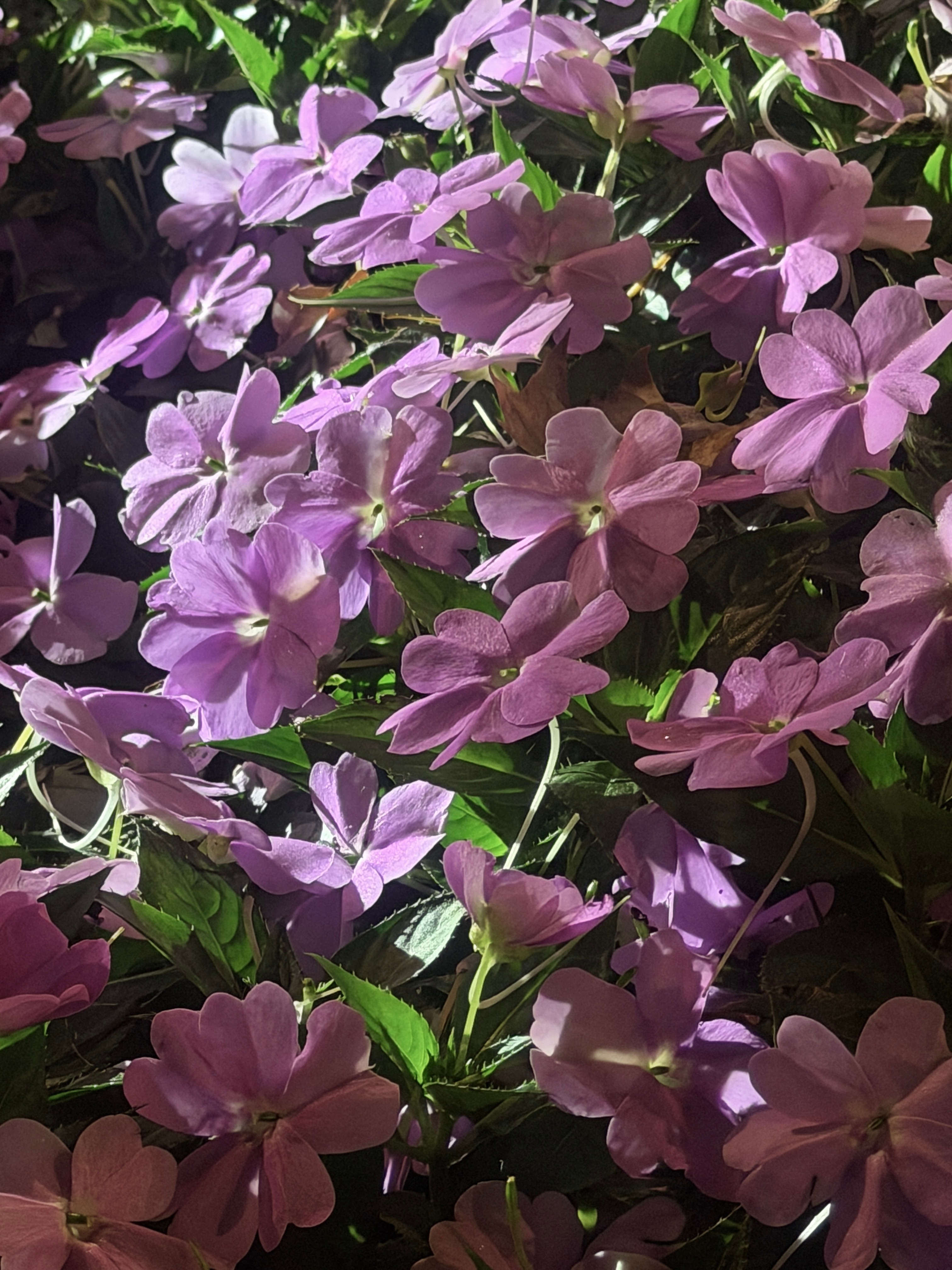 🌸 