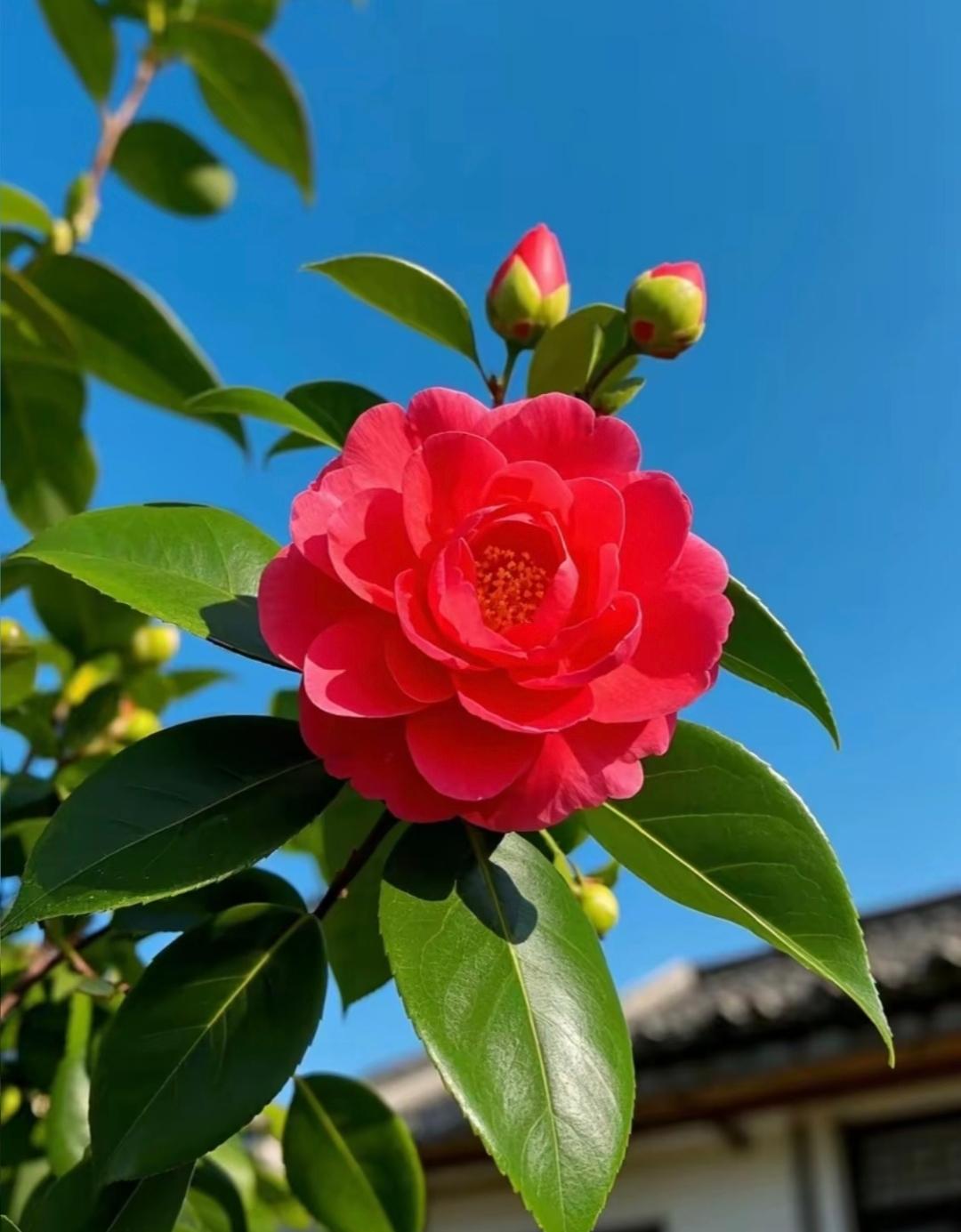 蒋介石至死都没原谅张学良，这背后原因不简单。1936 年西安事变，张学良、杨虎城