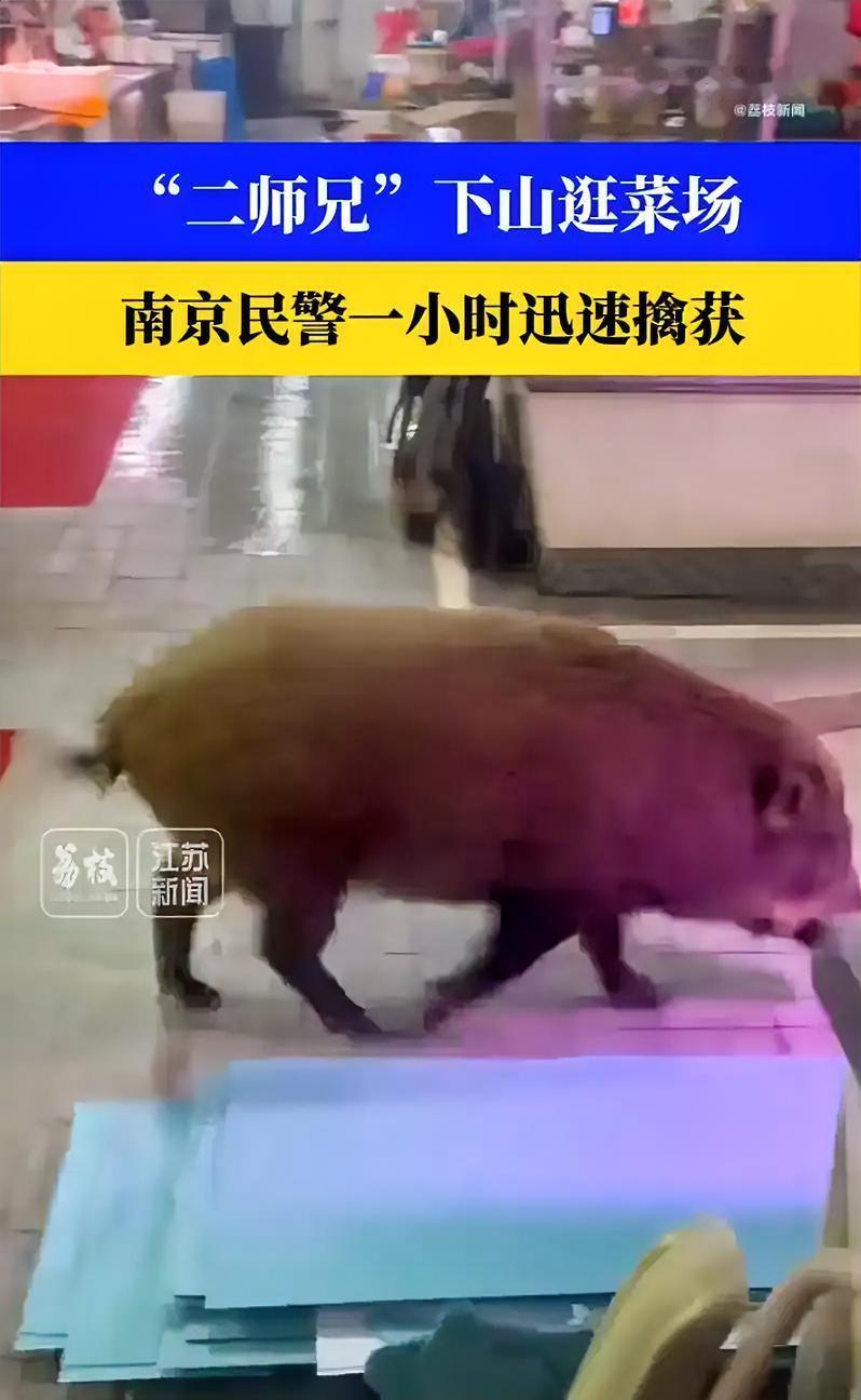 野猪逛菜场 民警1小时擒获
        紫金山的“二师兄”下山逛菜场啦！10