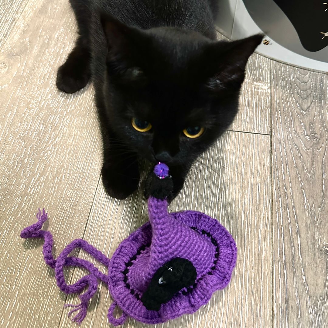 “幼儿园老师说了 明天有万圣节晚会”