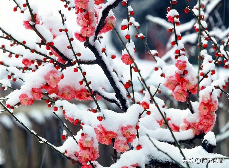 上联:雪吻梅花醉;
下联:风歌竹叶飘。
 友友对出上联 友友请邀对上联 友友请邀