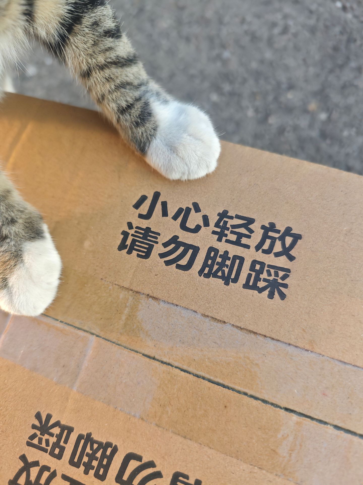 小猫没看到上面写着请勿脚踩吗 ​​​