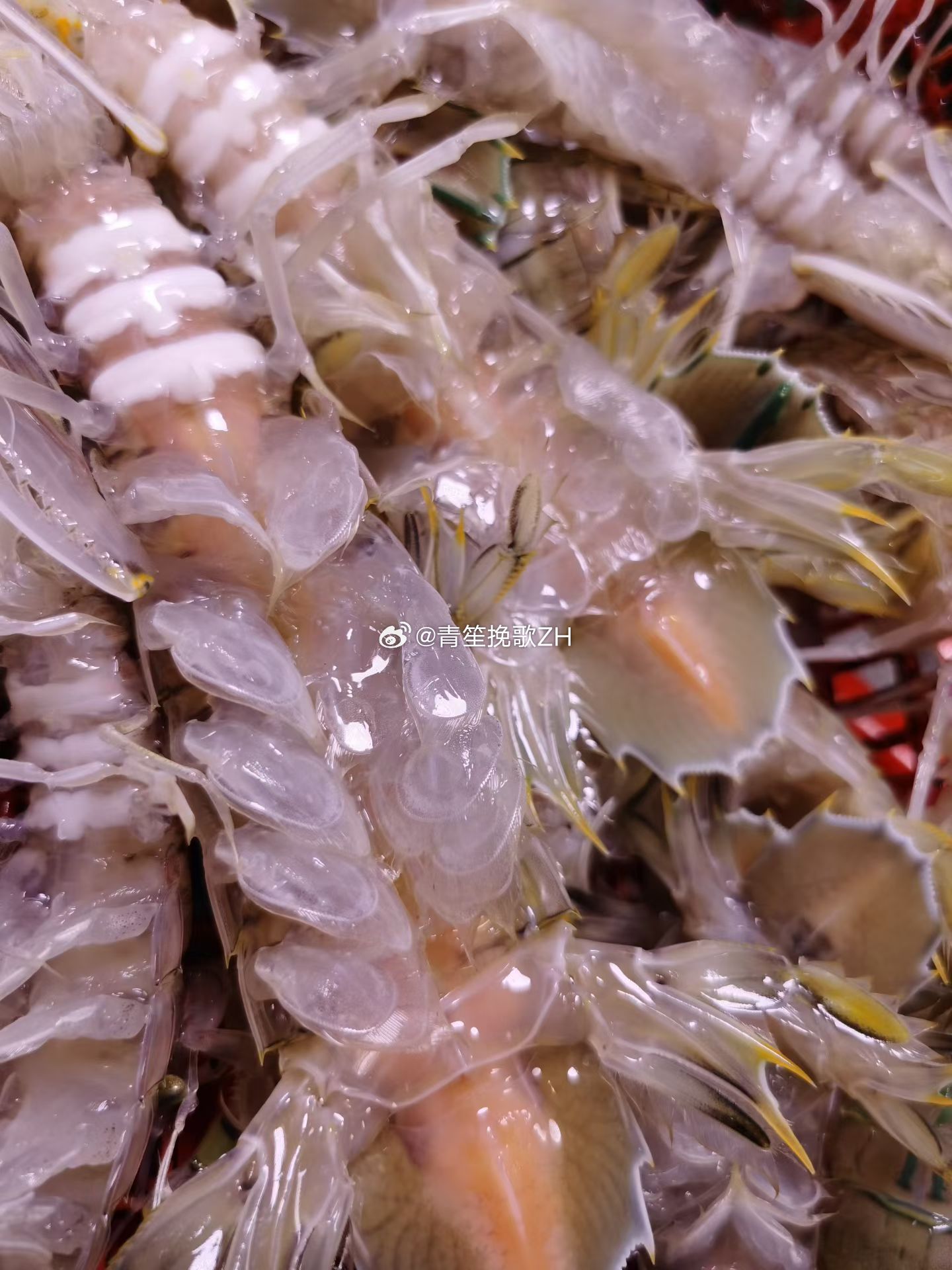 生活手记谁懂，濑尿虾就要吃这种的！ 