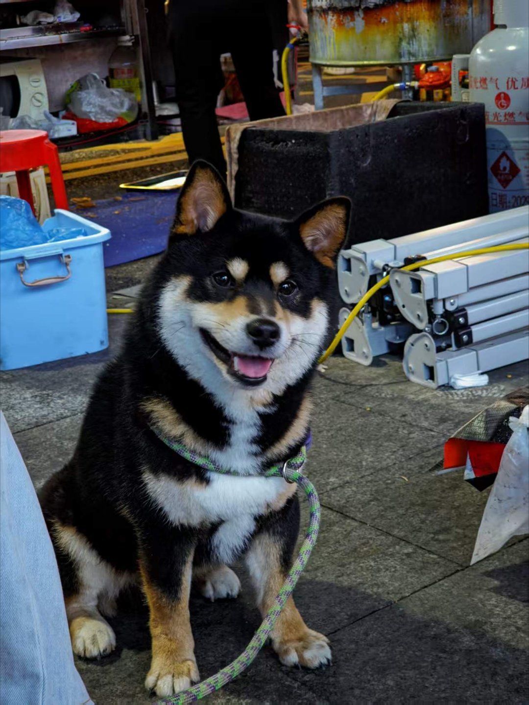 广州柴犬找领养。姓名:八嘎性别:男年龄:一岁八个月备注:未绝育，性格非常好，在家