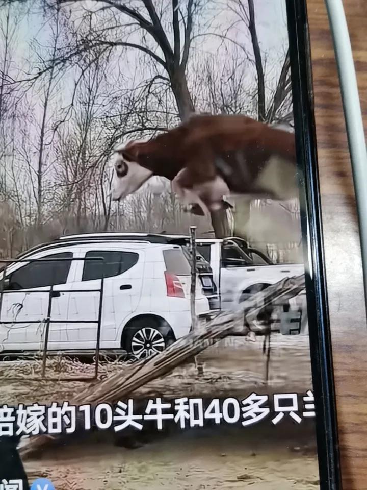 3月2日，内蒙古赤峰，娘家出动40多人坐一个半小时的车，组团来看望已出嫁的女儿，