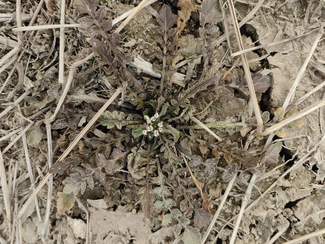 在我们河间，又到了吃野菜的季节了。
六七十年代吃野菜是为了填饱肚子，节省粮食，现