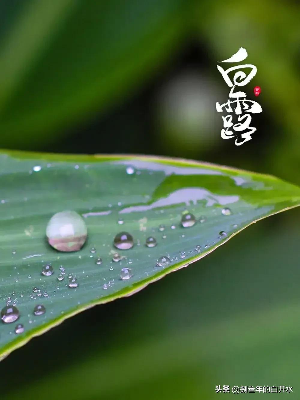听说今天是白露（白鹿）节气！

#大数据看白露节气#