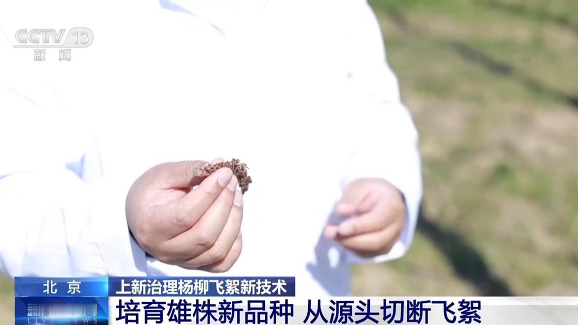 最近北方多地进入飞絮季，部分人群出现鼻痒眼红等过敏症状。人民日报评论指出，飞絮治