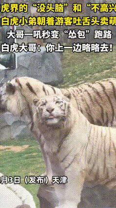 最近天津动物园这段老虎视频火了！一只白虎对着游客调皮吐舌，疯狂"卖萌"，完全没了