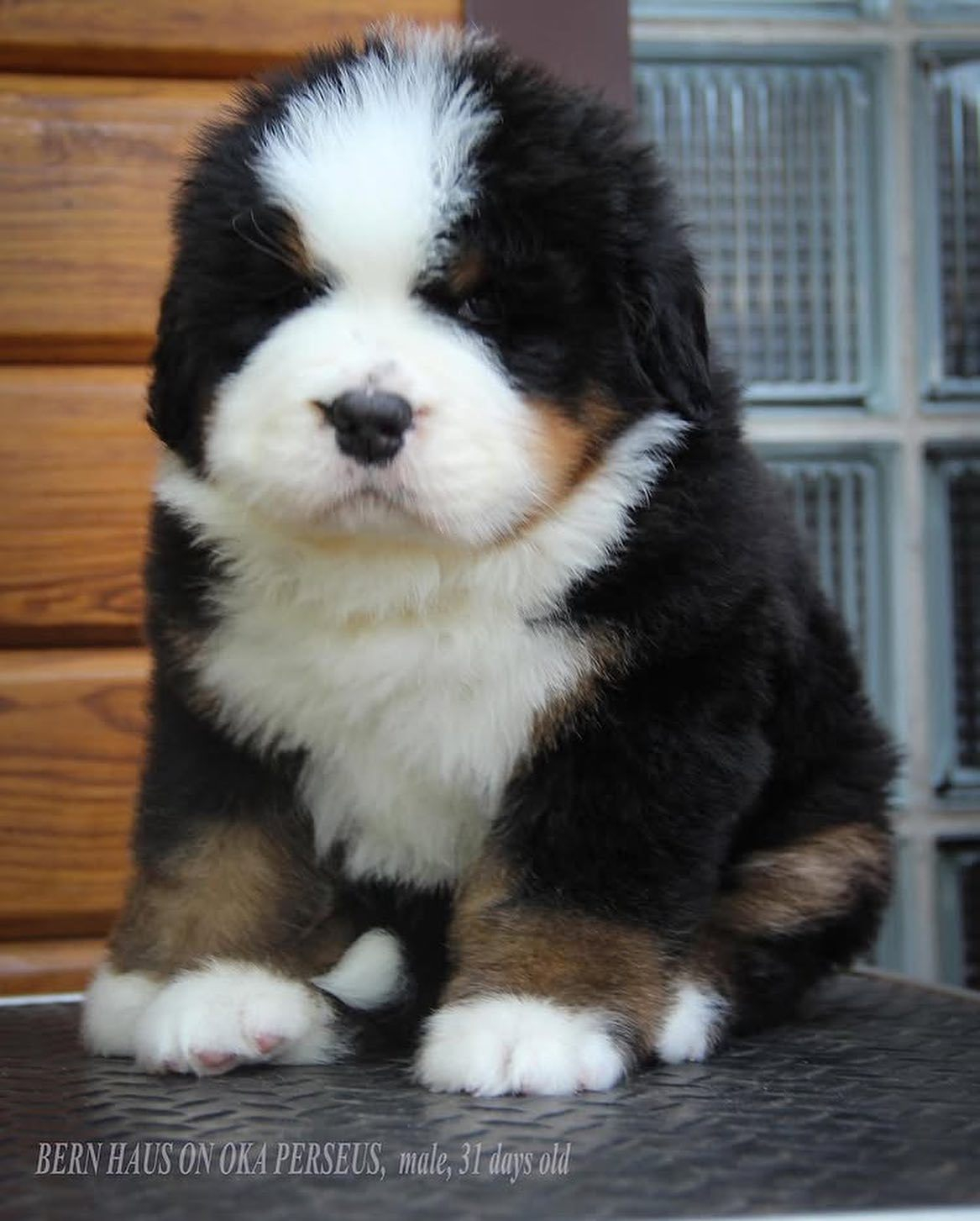 胖宝宝，胖宝宝，你才胖，你全家都胖胖 