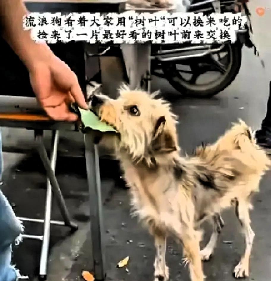 无数善良的人看了泪目！
在某个小吃摊前，一只饿了很多天瘦的跟个纸片一样的流浪狗，