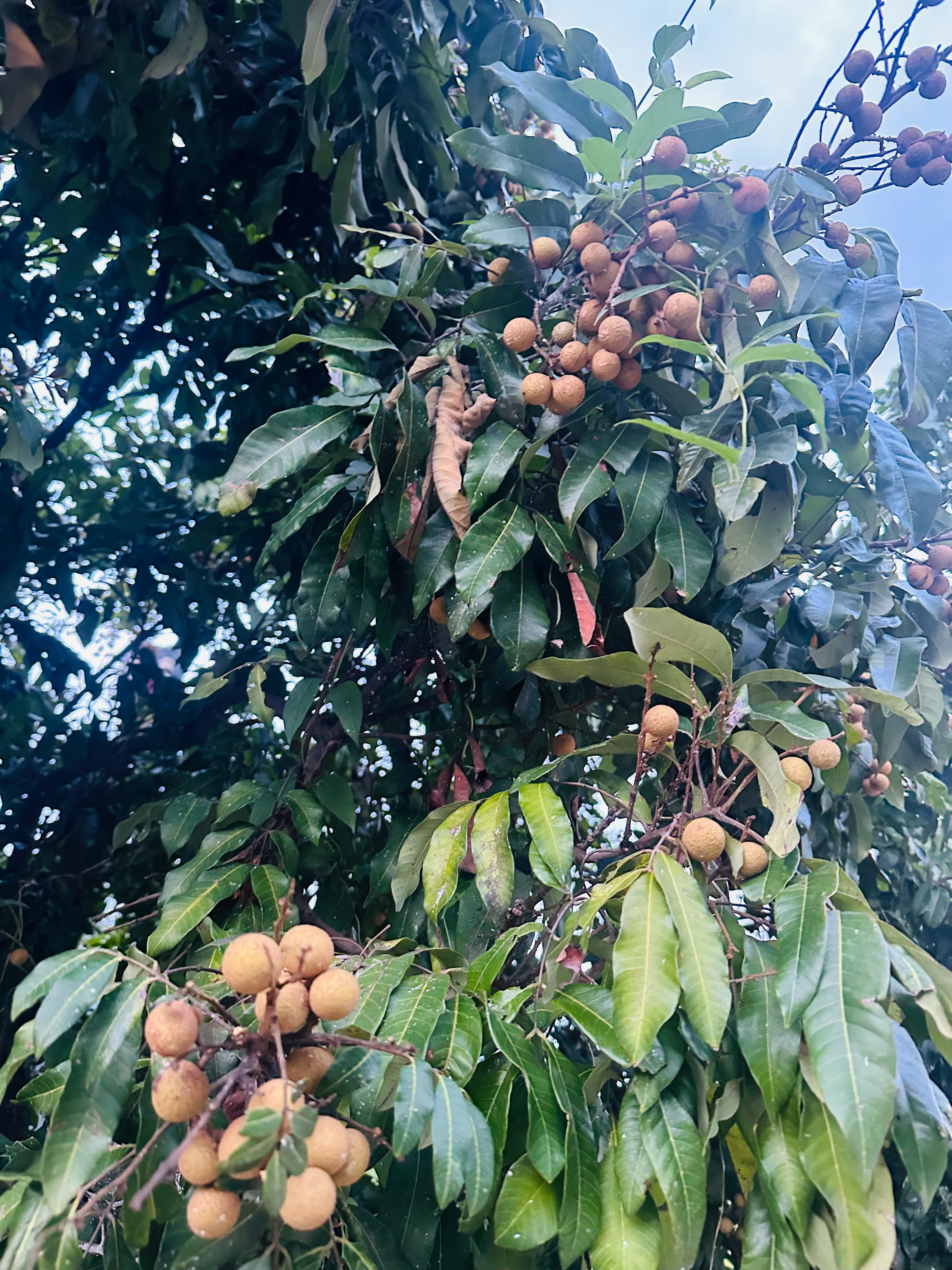 中午好，这雷阵雨下的一阵一阵的，这会又出太阳了☀️ 