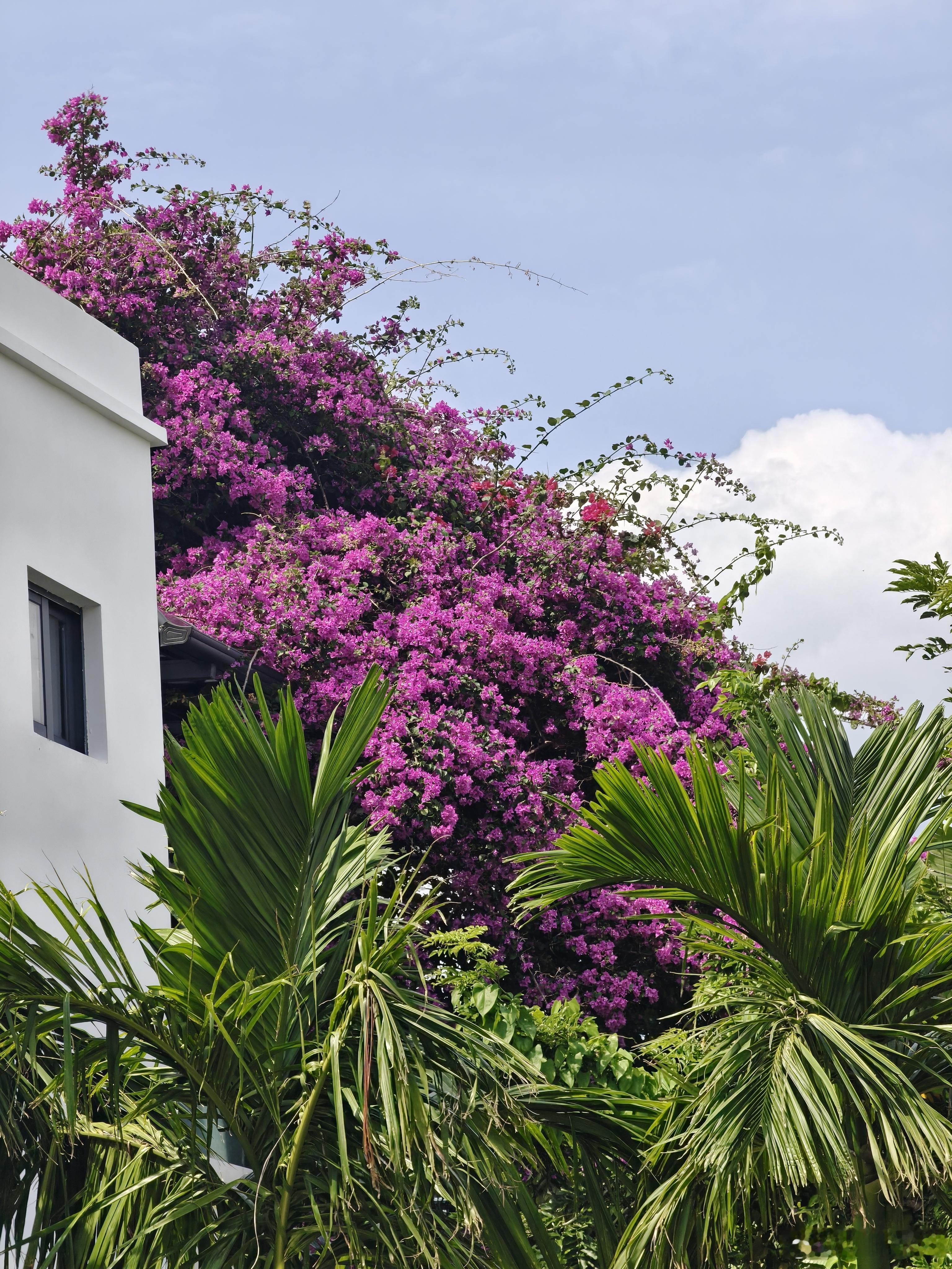 植物的生命力才是最顽强的，这株三角梅之前被台风打得一片叶子都不剩，现在又满树繁花