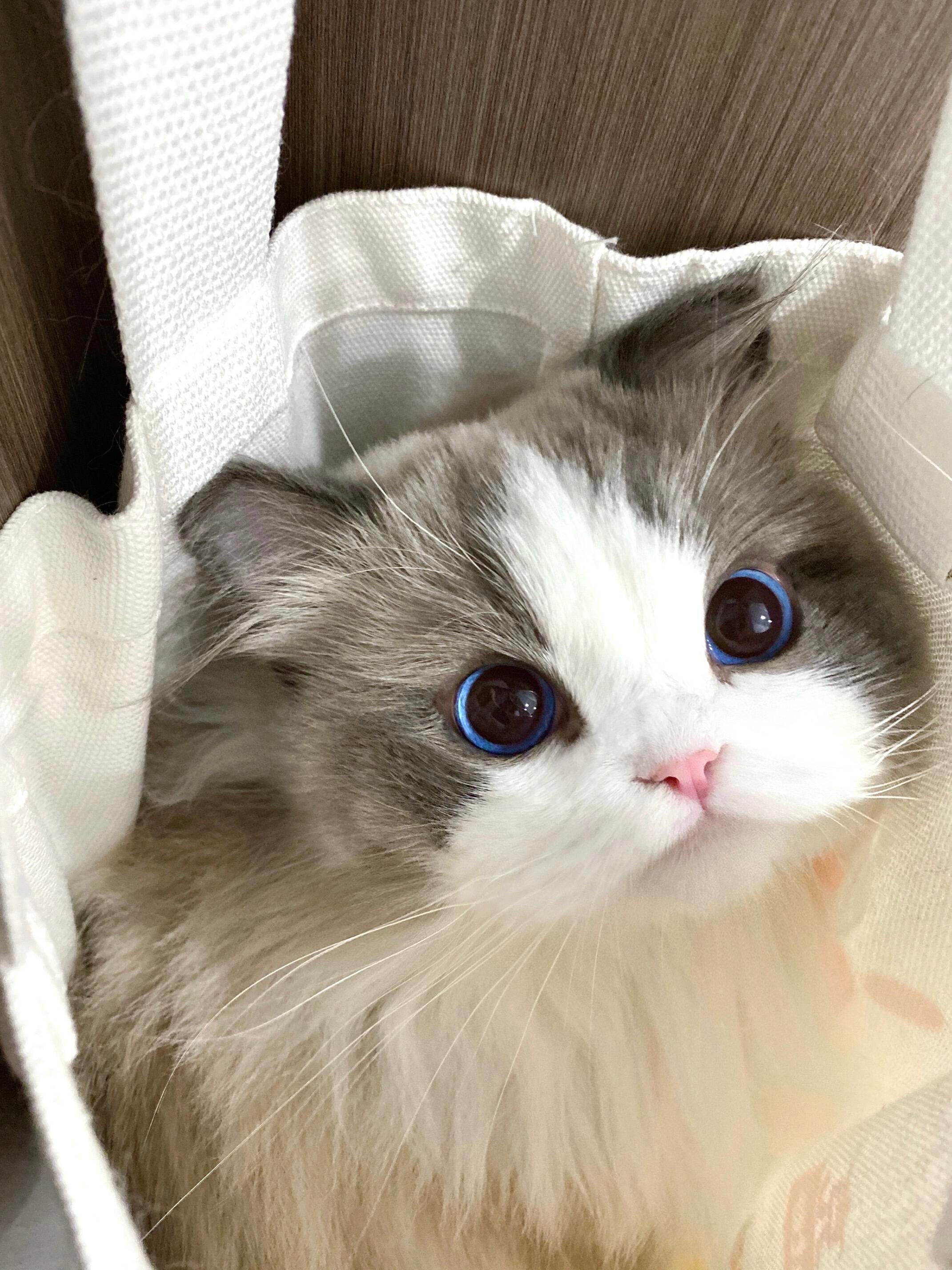 怎么办想养布偶猫的心到达了顶峰好漂亮 
