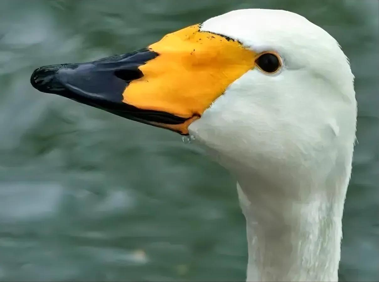 大天鹅
