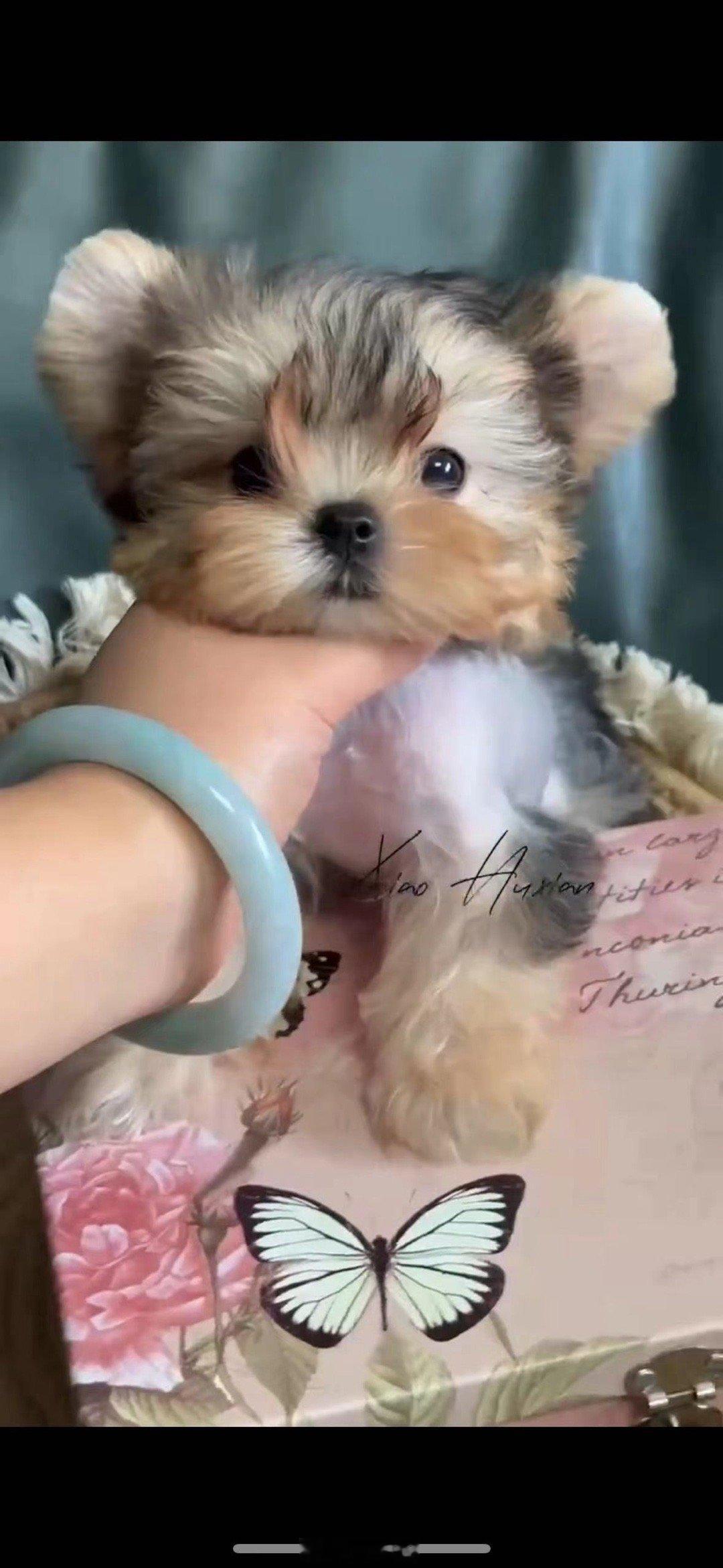 要选一只敏哥最喜欢的小狗送给他作为生日礼物[舔屏]他说：“我都不知道我喜欢这个狗