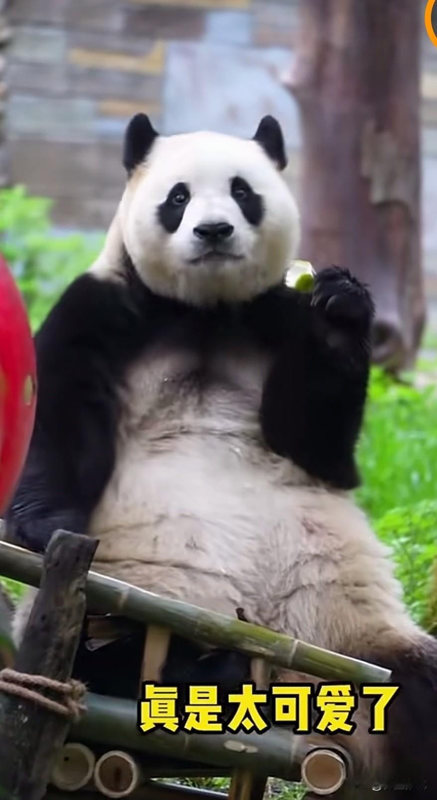 吉大普奔福宝福公主又有竹椅了
福宝被竹椅上的竹笋吸引
不敢置信她又有竹椅可以玩了