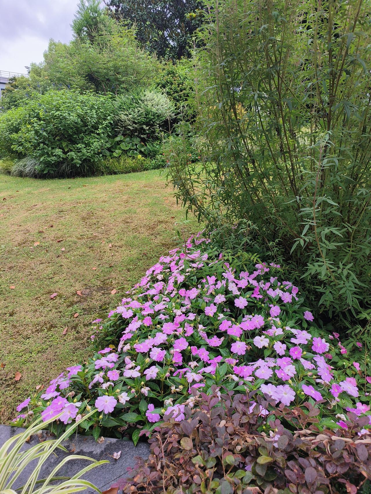 🌿🌿夏日的花草，各有千秋，美得让人陶醉~🌸🌸🌸🌸