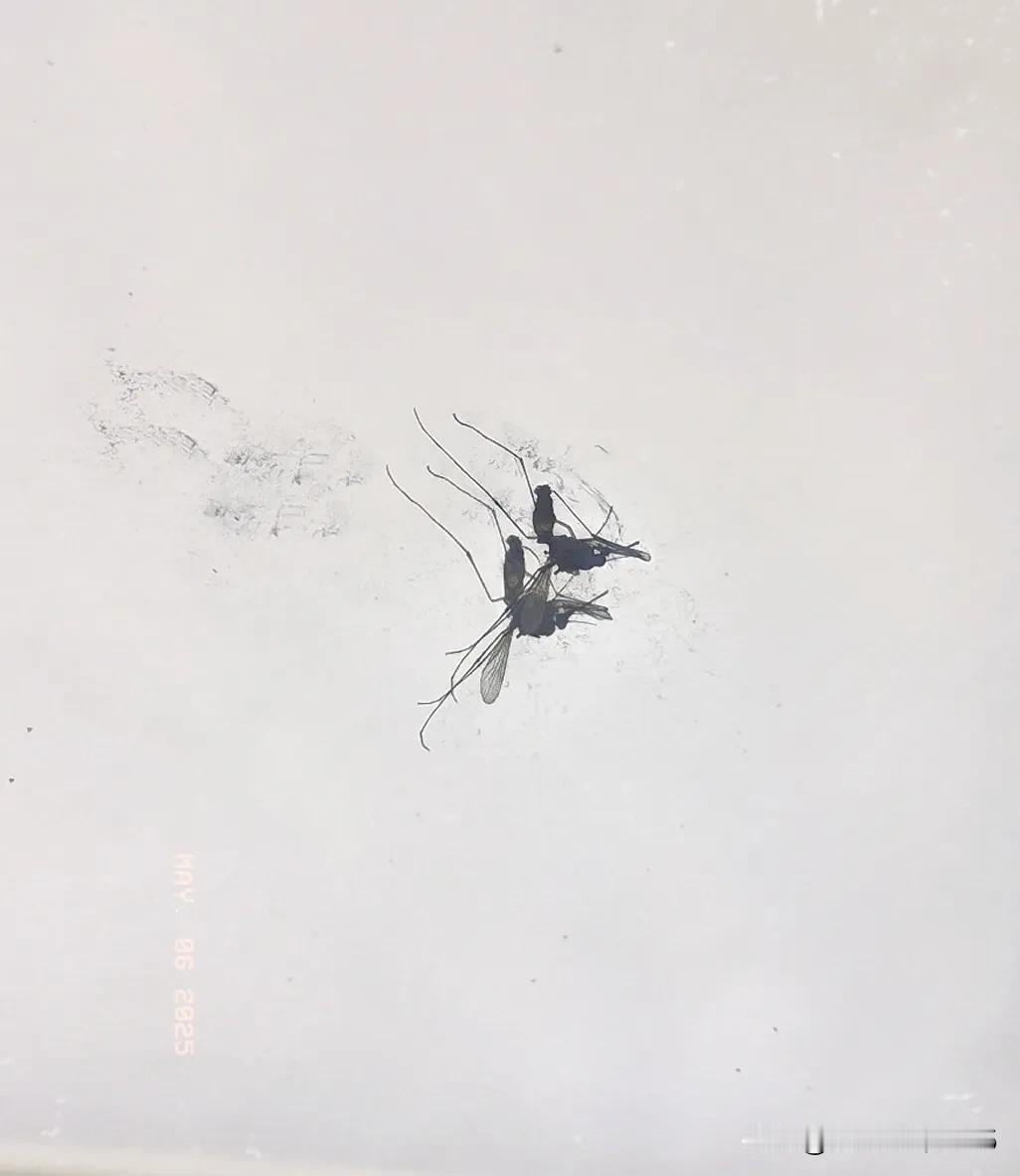 考眼力：这是一只蚊子还是二只。这是在小区里面电梯镜子上拍到的蚊子🦟。被人打得骨