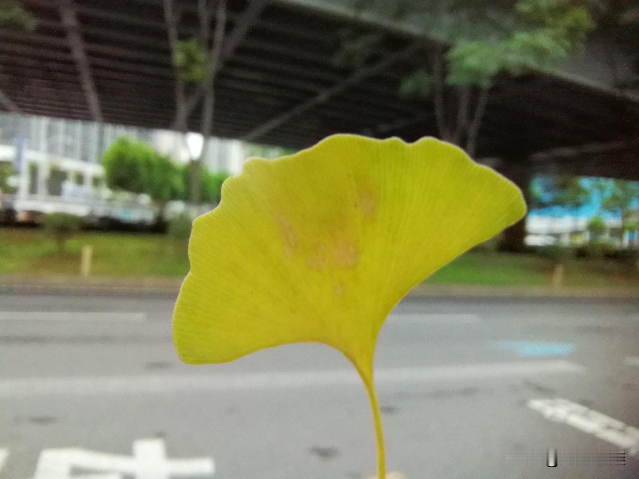 一个小娃娃，捡到一片银杏树叶。
她自言自语的说，我奶奶可以拿这个做小裙子。
路人