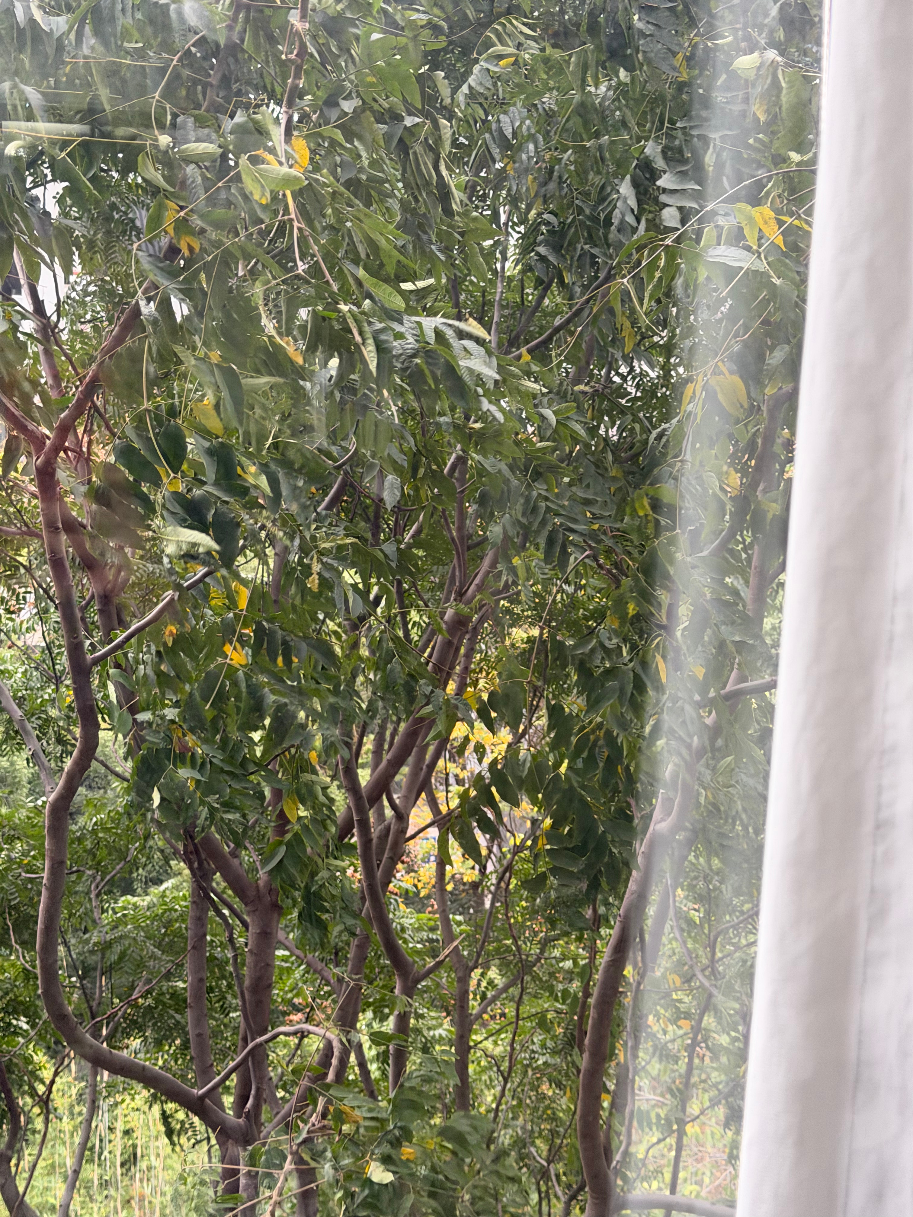 新的一周早啊🙋🙋一早起来，武汉狂风大作！断崖式降温，冬天真的来了