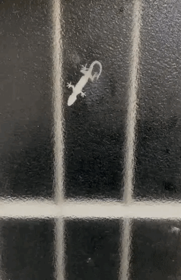 1：壁虎：几个意思啊？我就休息一下怎么呢？
2：素颜颜值很高的小姐姐，能打多少分