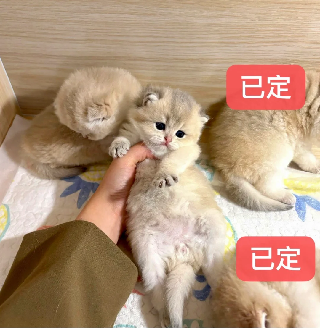 🇭🇰HK買貓💛一窩高質藍金BB搵屋企～