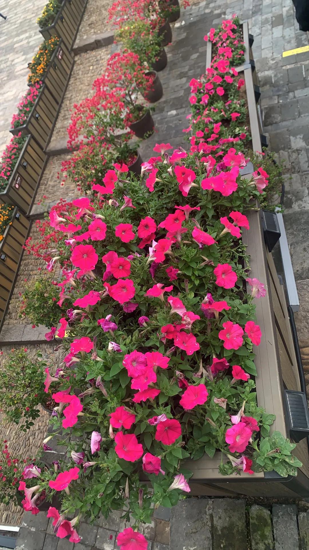 初到江南鲜花盛开[笑哭]