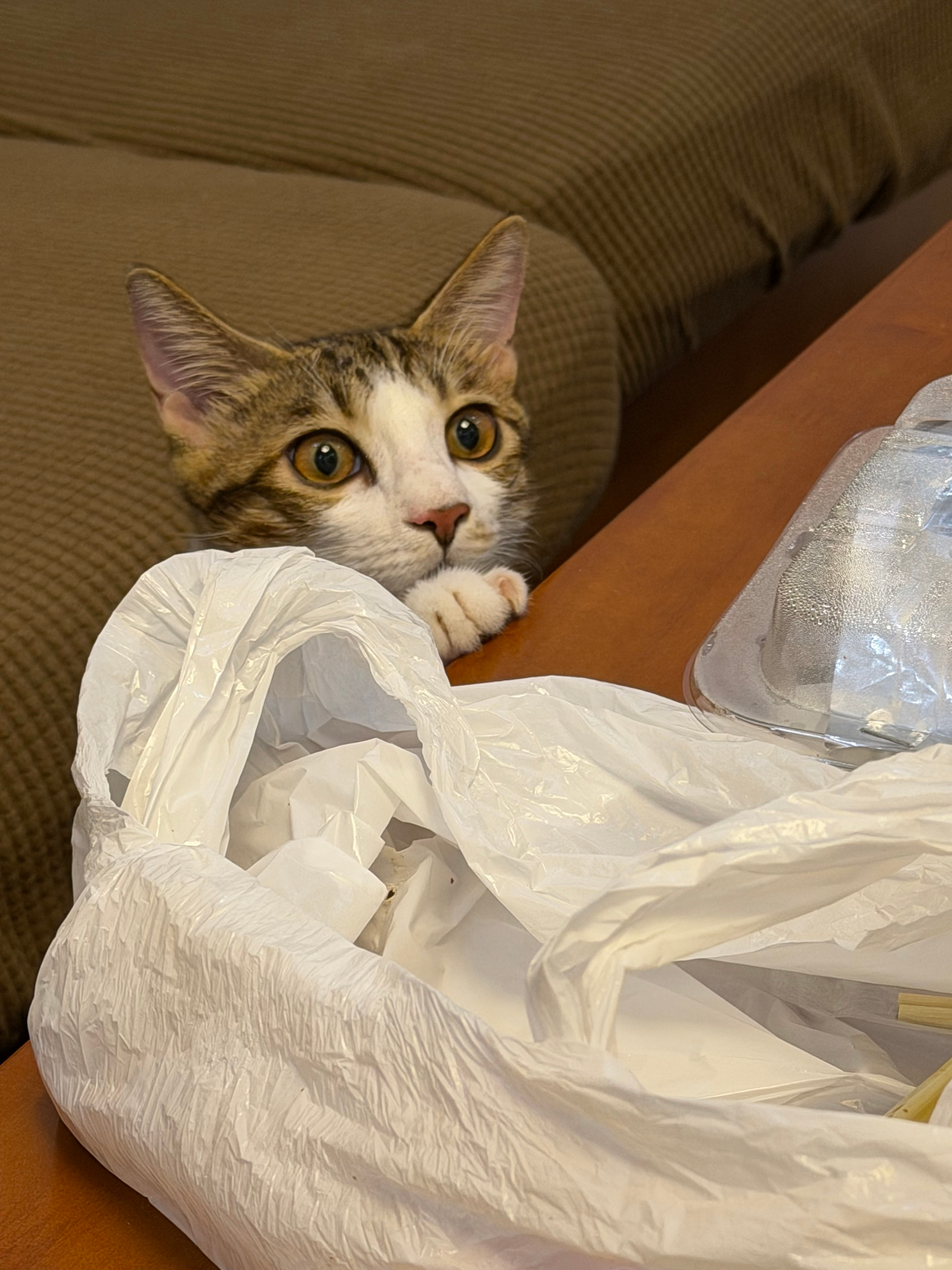 小馋猫！ 